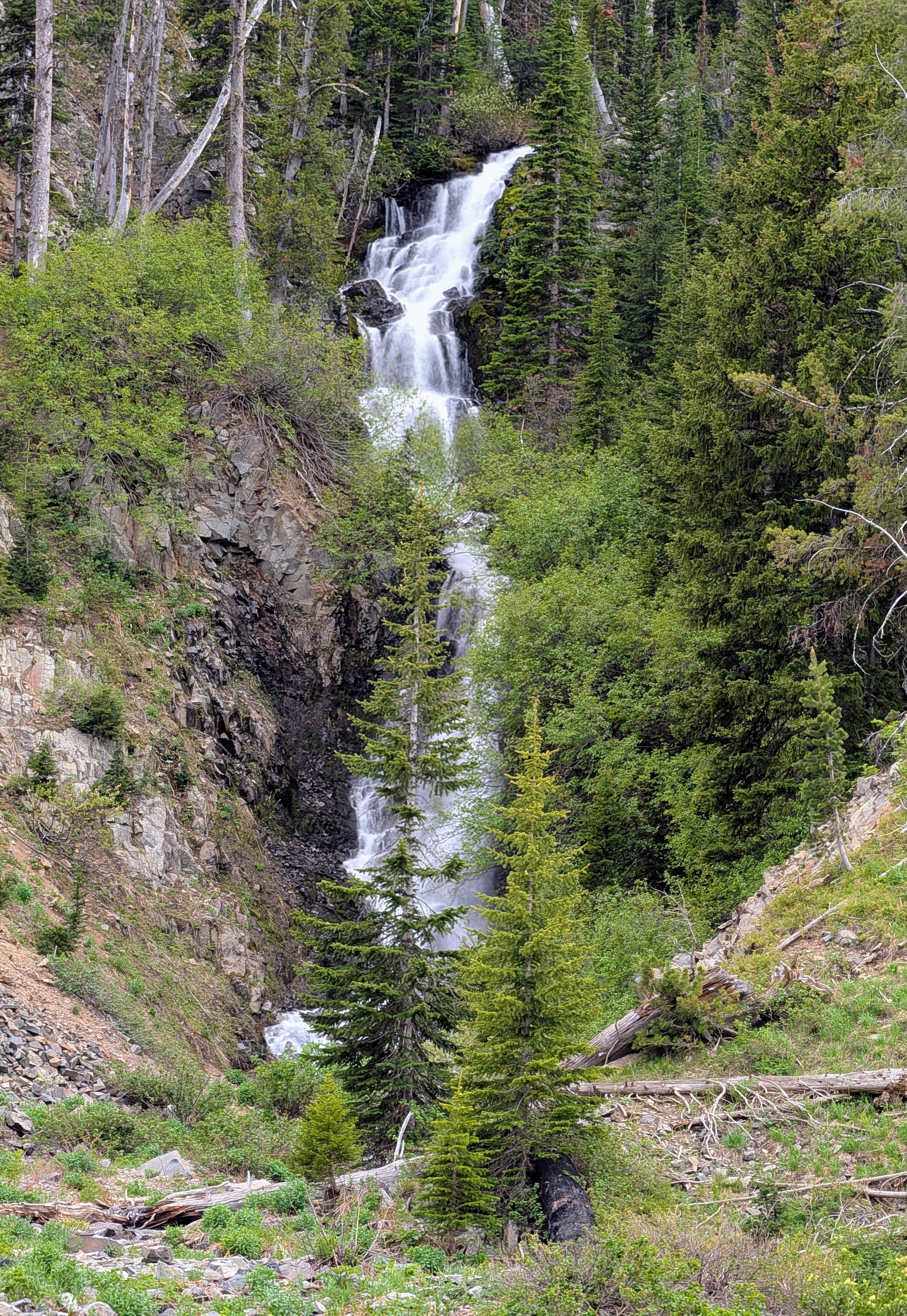 Northern Forest